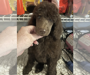 Poodle (Standard) Puppy for sale in DUNNELLON, FL, USA