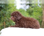 Small #6 ShihPoo