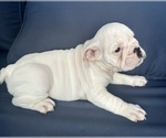Small Photo #46 English Bulldog Puppy For Sale in WEEKI WACHEE, FL, USA