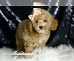 Puppy 8 Poodle (Toy)