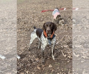 Father of the German Shorthaired Pointer puppies born on 12/14/2019