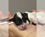 Small #1 Bernedoodle (Miniature)