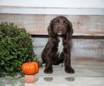 Small #1 Cocker Spaniel