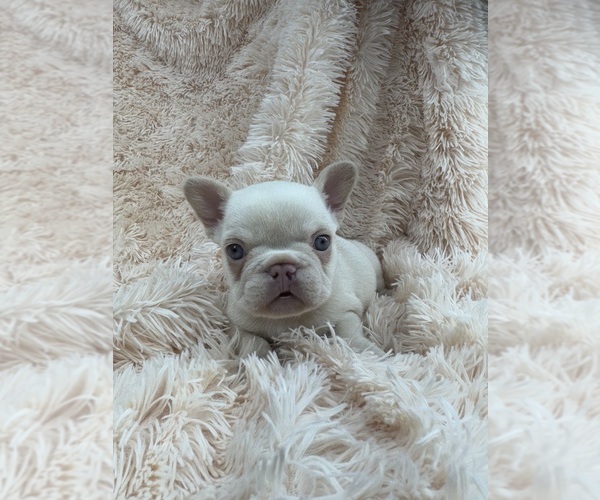 Medium Photo #2 French Bulldog Puppy For Sale in SACRAMENTO, CA, USA