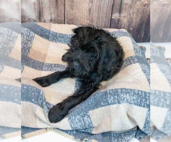 Medium Photo #3 Mutt Puppy For Sale in Kennesaw, GA, USA