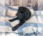 Small #2 Mutt