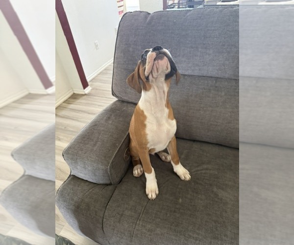 Medium Photo #12 Boxer Puppy For Sale in KISSIMMEE, FL, USA