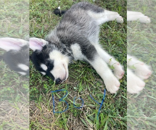 Medium Photo #8 Siberian Husky Puppy For Sale in HILLISTER, TX, USA