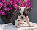 Small #6 Faux Frenchbo Bulldog