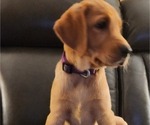 Small Photo #17 Labrador Retriever Puppy For Sale in BUFFALO, NY, USA