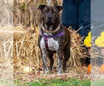 Small #1 American Staffordshire Terrier Mix