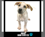 Small Photo #5 American Bulldog Puppy For Sale in GILBERTS, IL, USA