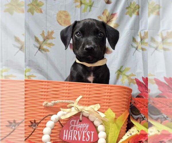 Medium Photo #4 American Pit Bull Terrier-Unknown Mix Puppy For Sale in Lakewood, CO, USA