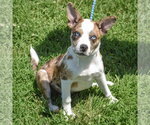 Small #1 Australian Shepherd-Basenji Mix