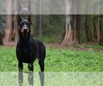Small Photo #1 Doberman Pinscher Puppy For Sale in TAYLORS, SC, USA