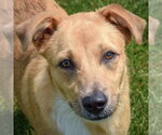 Small Collie Mix