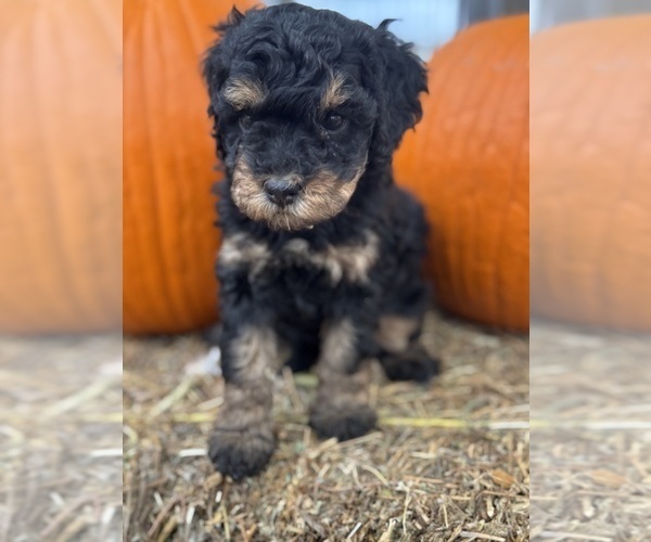 Medium Photo #6 Bernedoodle (Miniature) Puppy For Sale in LONGMONT, CO, USA