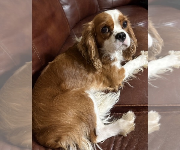 Medium Photo #3 Cavalier King Charles Spaniel Puppy For Sale in ABILENE, TX, USA