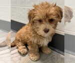 Small Photo #2 Morkie Puppy For Sale in CLARE, IL, USA