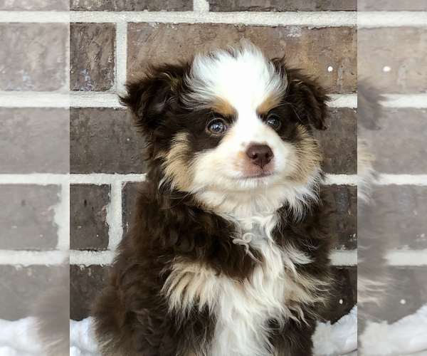 Medium Photo #1 Miniature Australian Shepherd Puppy For Sale in COLLEGE STA, TX, USA