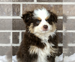 Small Photo #1 Miniature Australian Shepherd Puppy For Sale in COLLEGE STA, TX, USA