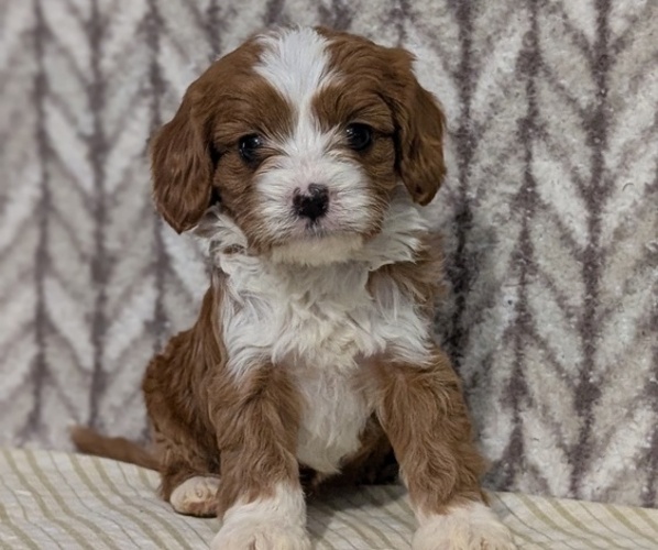 Medium Photo #25 Cavapoo (Miniature) Puppy For Sale in GOSHEN, IN, USA