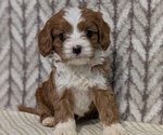 Small Photo #25 Cavapoo (Miniature) Puppy For Sale in GOSHEN, IN, USA