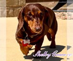 Small #8 Dachshund