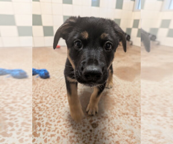 Medium Photo #2 German Shepherd Dog Puppy For Sale in Salinas, CA, USA