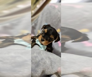 Yorkshire Terrier Puppy for sale in HOUSTON, TX, USA