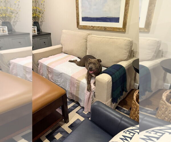 Medium Photo #66 American Staffordshire Terrier Puppy For Sale in Sayreville, NJ, NJ, USA