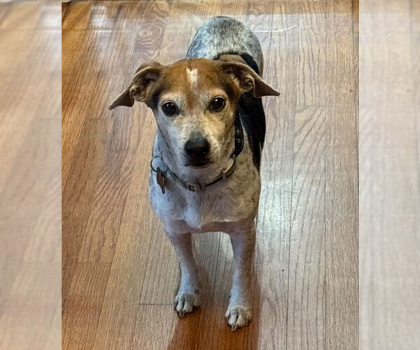 Medium Photo #5 Beagle-Unknown Mix Puppy For Sale in Dunnellon, FL, USA