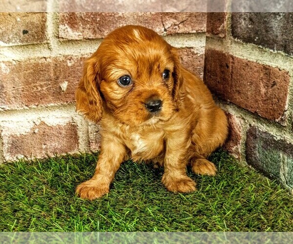 Medium Photo #5 Cavalier King Charles Spaniel Puppy For Sale in MOBERLY, MO, USA