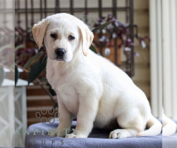 Medium Photo #3 Labrador Retriever Puppy For Sale in DENVER, PA, USA