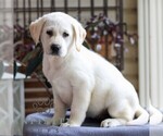 Small #2 Labrador Retriever