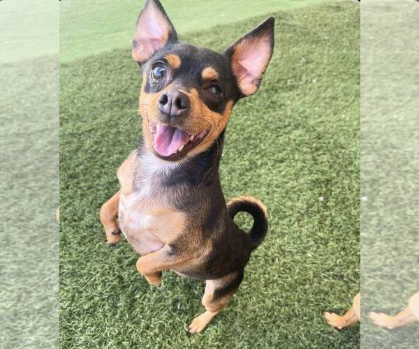 Medium Photo #1 Chipin Puppy For Sale in phoenix, AZ, USA