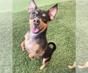 Chipin Dogs for adoption in phoenix, AZ, USA