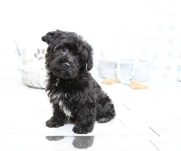 Medium Photo #6 YorkiePoo Puppy For Sale in MARIETTA, GA, USA
