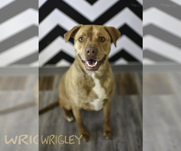Medium Photo #1 American Pit Bull Terrier-Unknown Mix Puppy For Sale in Topeka, KS, USA