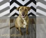 Small American Pit Bull Terrier Mix