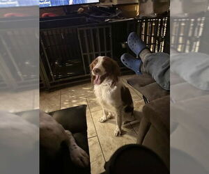 Brittany Dogs for adoption in Curwensville, PA, USA