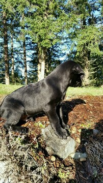 Medium Photo #1 Labrador Retriever Puppy For Sale in SNOHOMISH, WA, USA