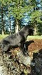 Small Photo #1 Labrador Retriever Puppy For Sale in SNOHOMISH, WA, USA