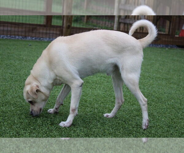 Medium Photo #7 Labrador Retriever-Pug Mix Puppy For Sale in Chestertown, MD, USA