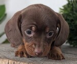Small #6 Dachshund