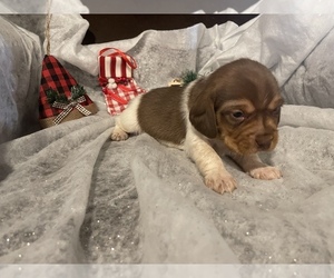 Beagle Puppy for sale in SOMERVILLE, TN, USA