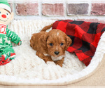 Small #2 Cavapoo (Miniature)