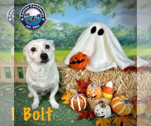 Bolt - Male Jack Russell Terrier Dog for Adoption - Photo #3