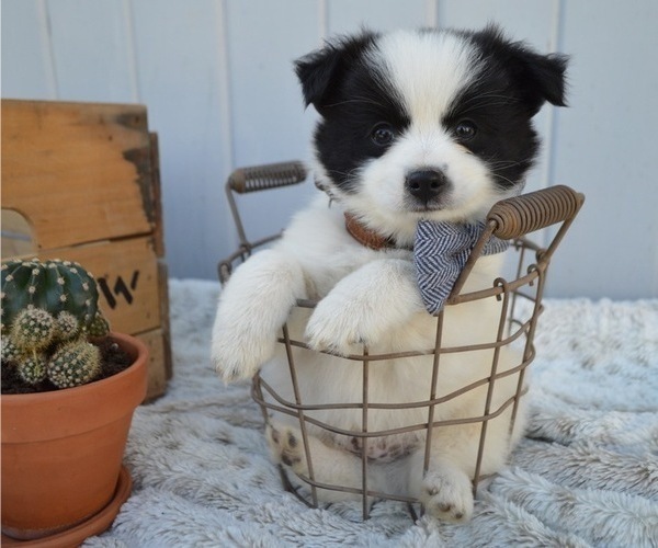 Medium Photo #2 Pomimo Puppy For Sale in HONEY BROOK, PA, USA