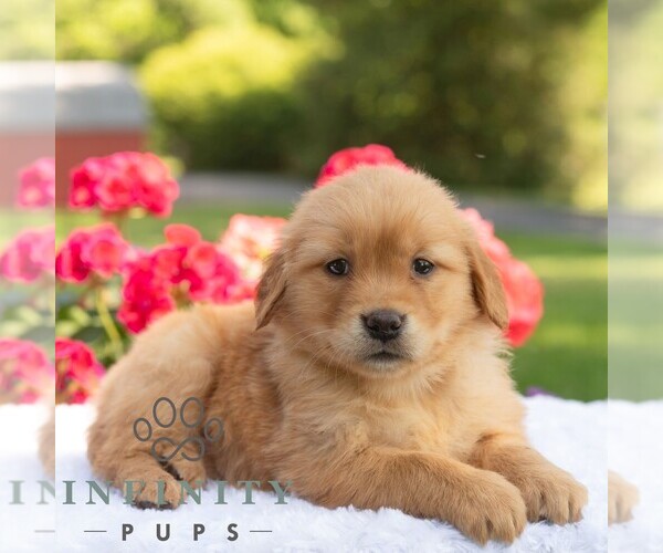 Medium Photo #4 Golden Retriever Puppy For Sale in NEWPORT, PA, USA